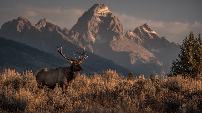 Teton Safari